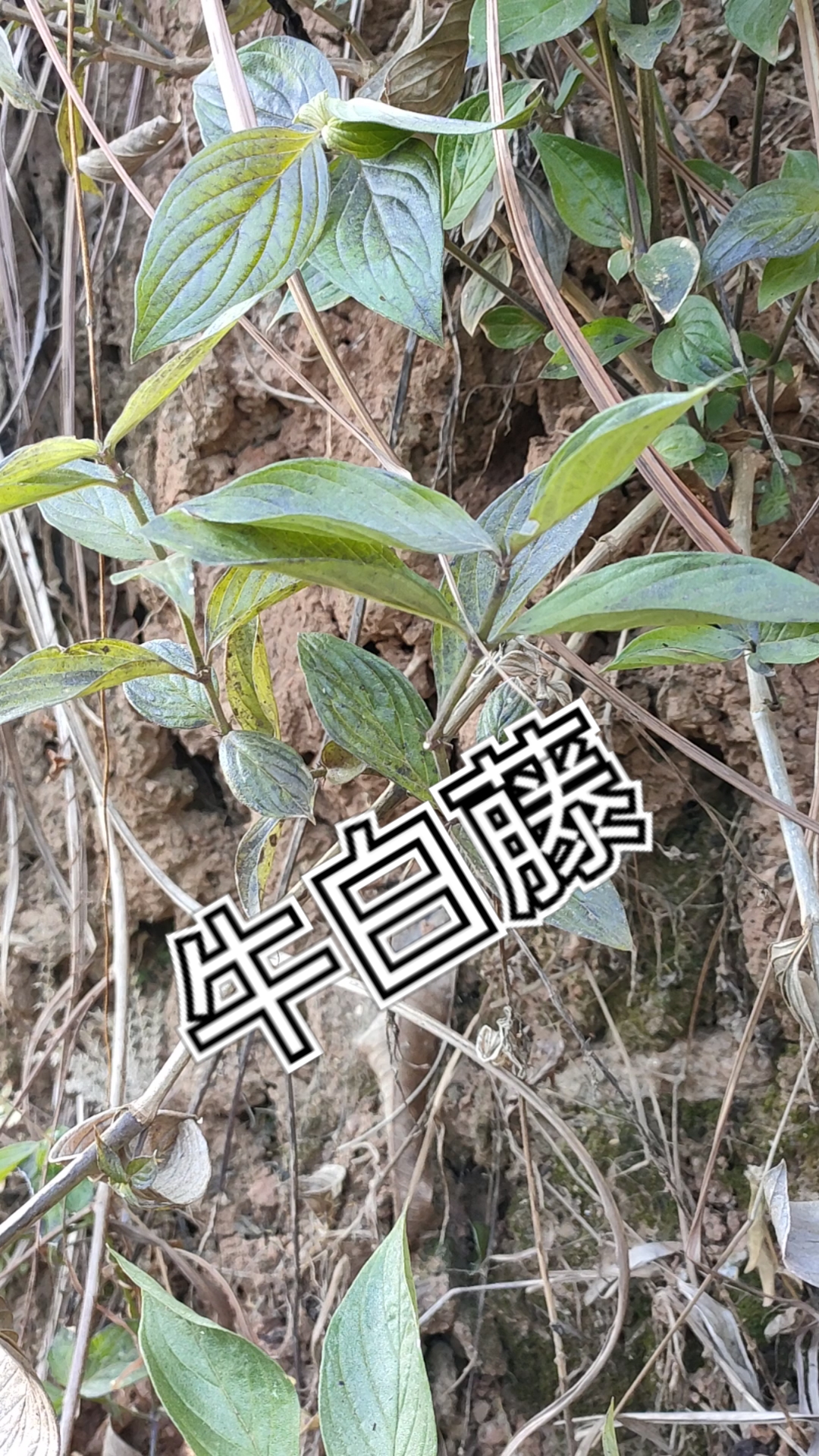 优质作者#百草中药之牛白藤