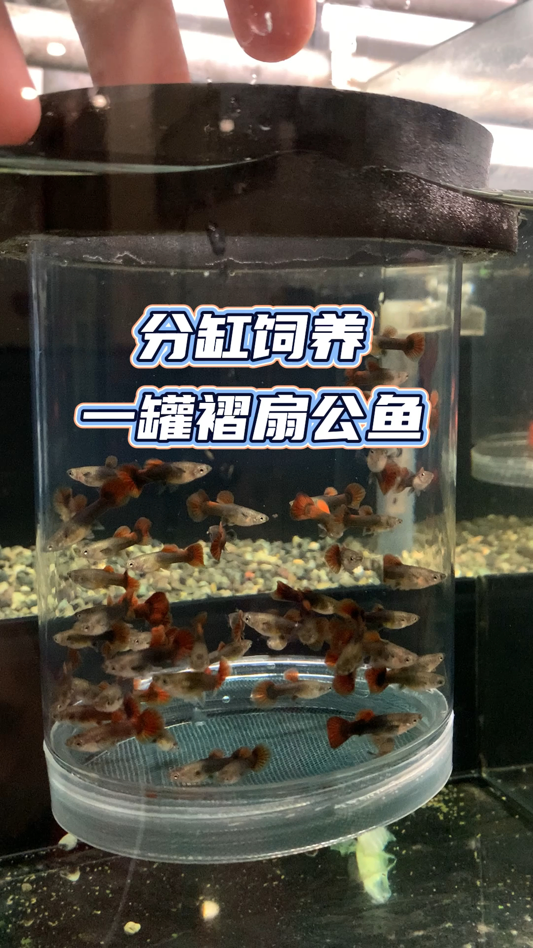 孔雀魚#分缸飼養一罐褶扇公魚