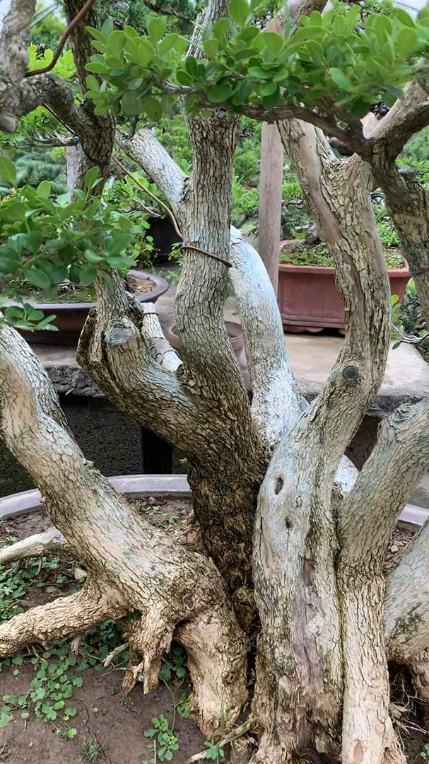 百年的黄杨什么样