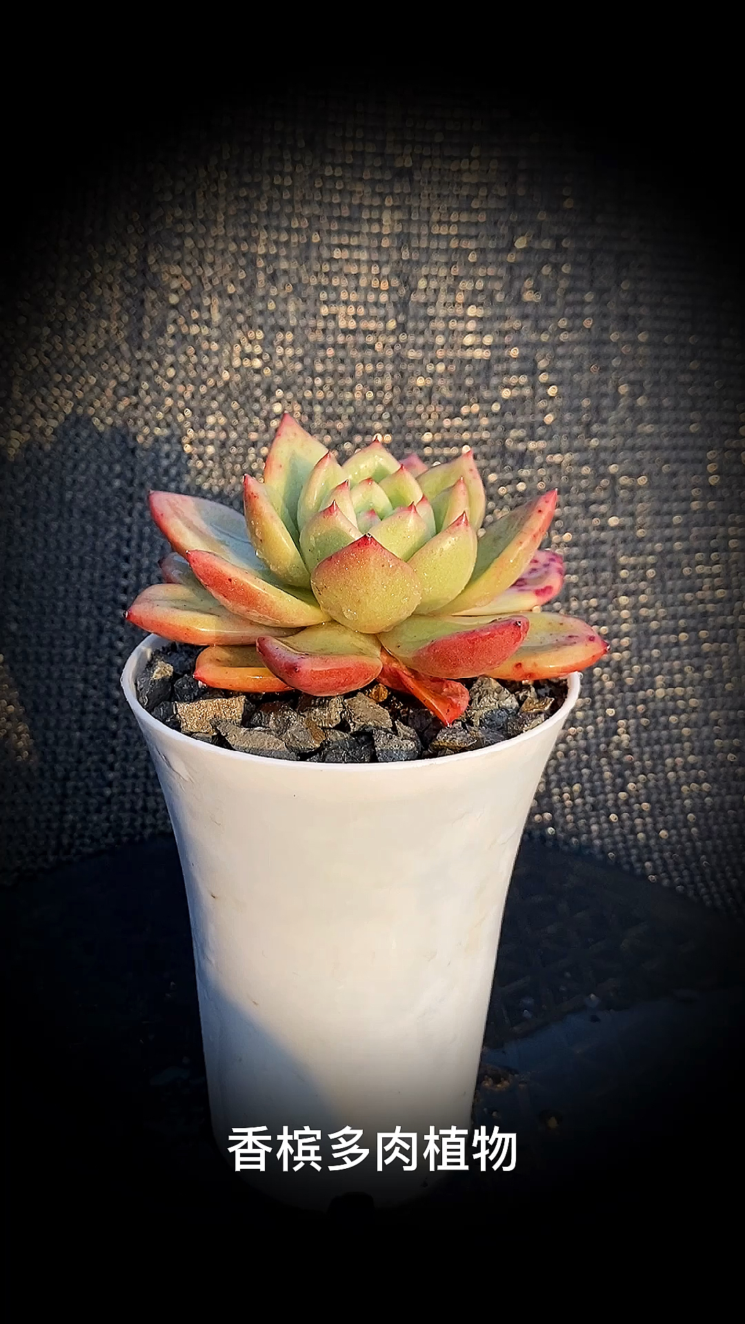 香槟多肉植物:为景天科拟石莲属多肉植物.