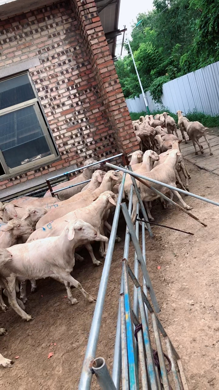 这批湖羊种公羊满意度相当高精力充沛一只公羊配50只母羊不成