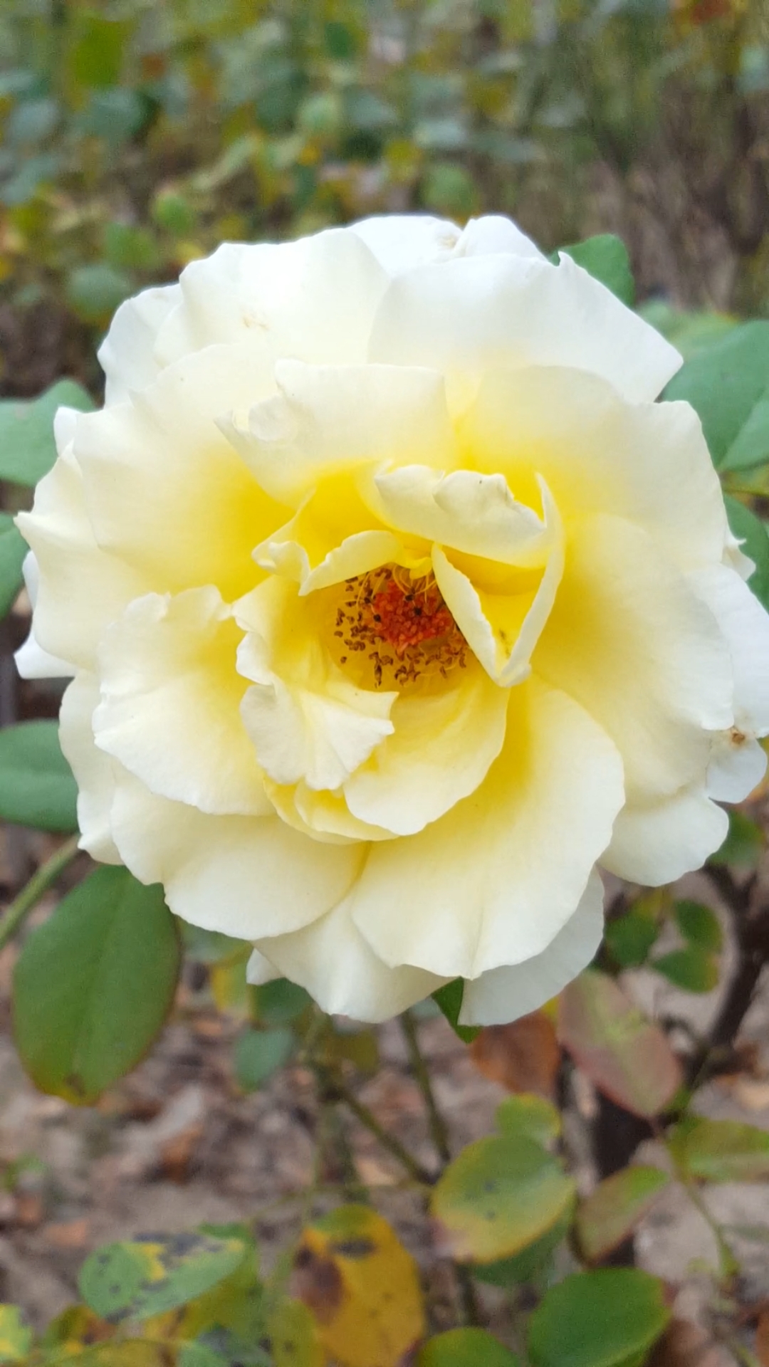 淡雅美丽的月季花美美哒好漂亮啊!