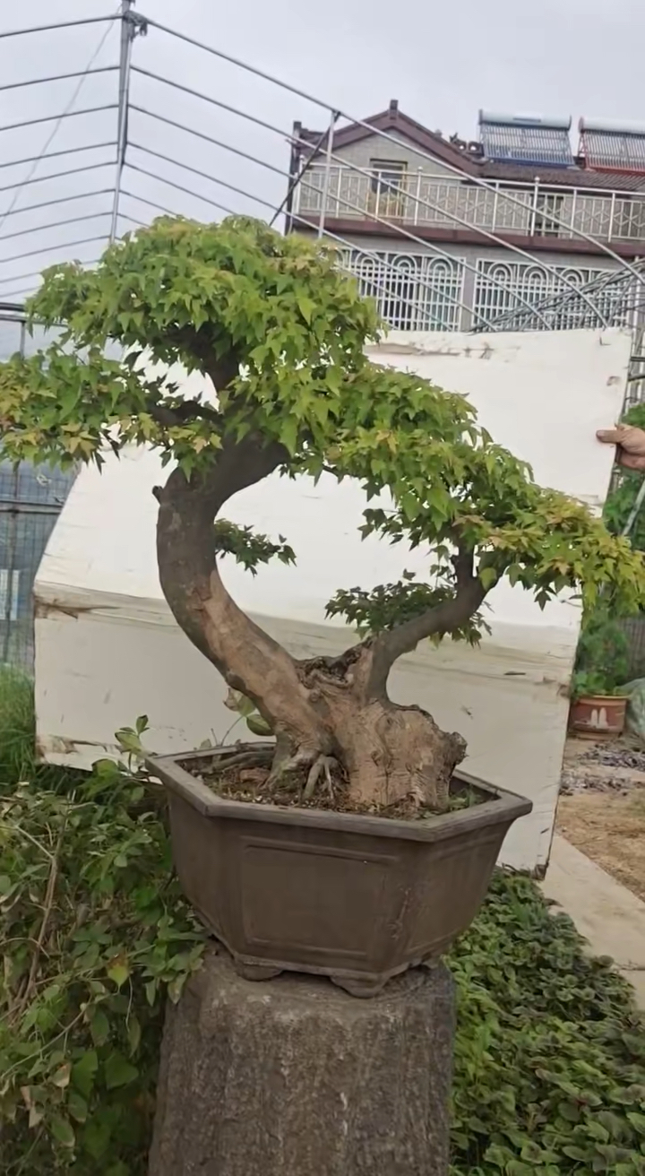 盆景#老桩三角枫
