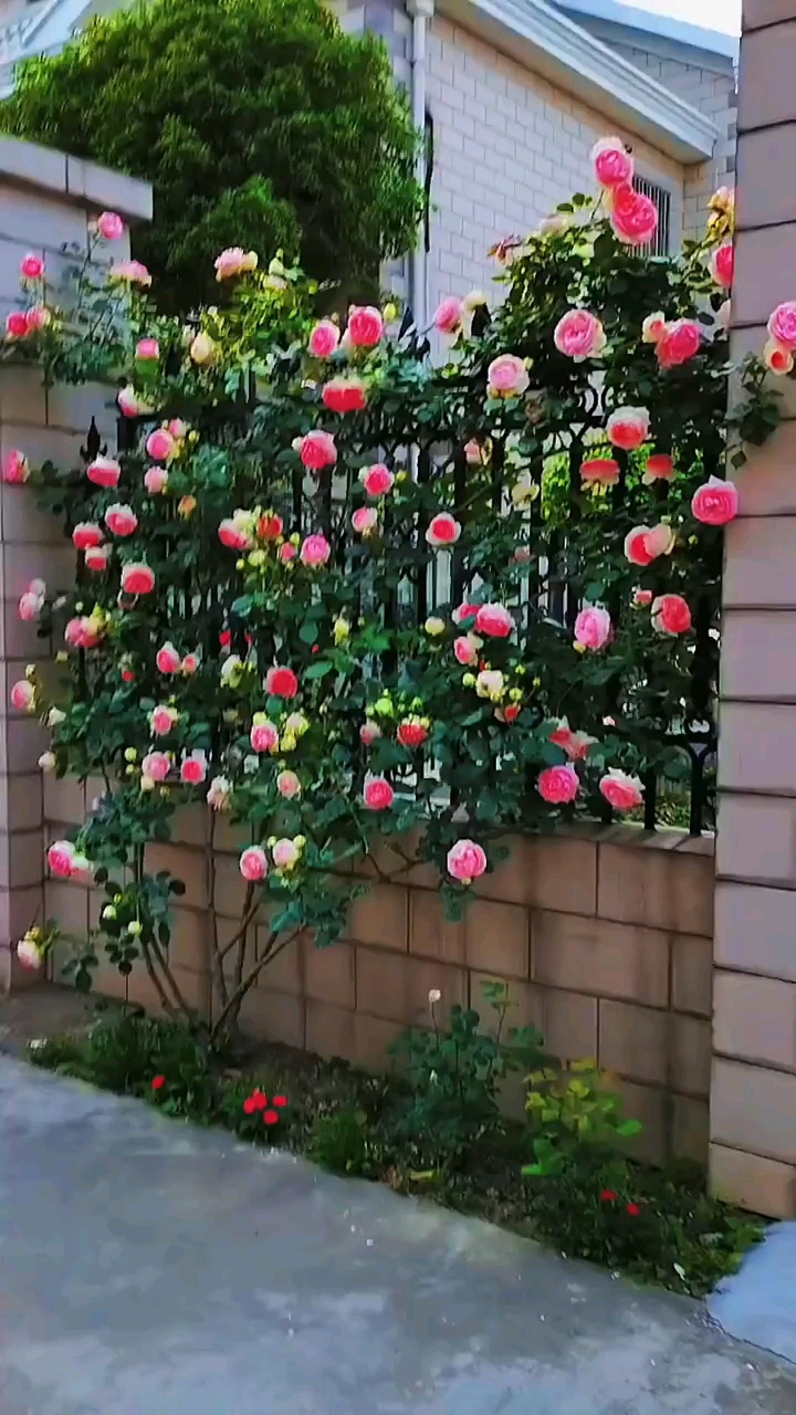 藤本月季粉色龙沙宝石做出的花墙太美了