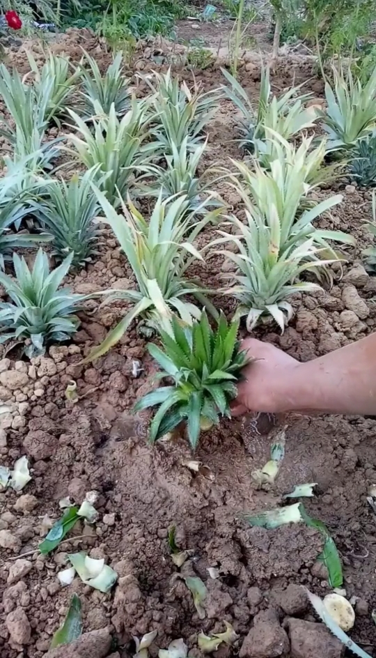 扦插技术菠萝种植新技术成活率非常高