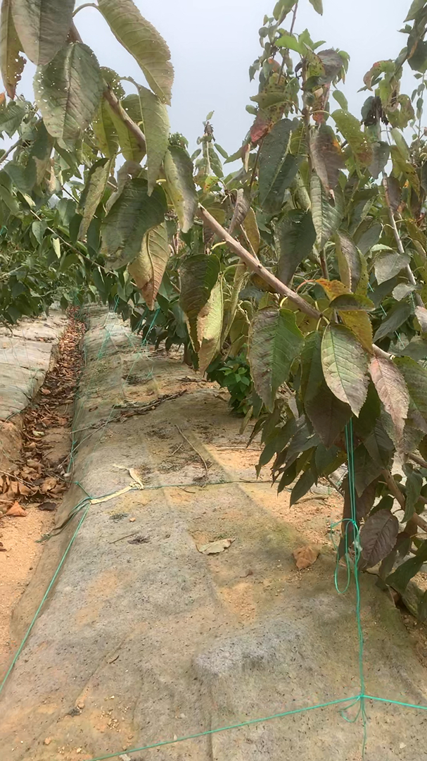 6到10公分粗度的大樱桃树