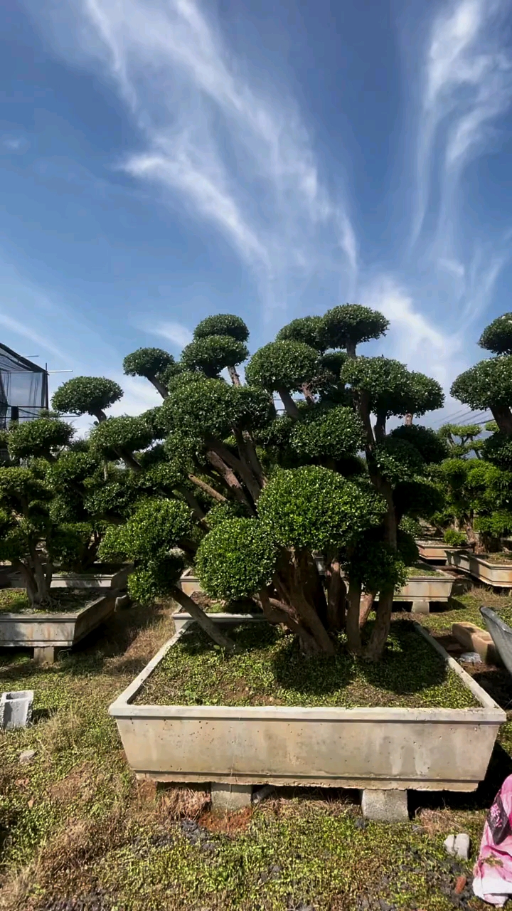 小叶赤楠造型树,四季常青不落叶,适合庭院别墅农家小院栽植-度小视