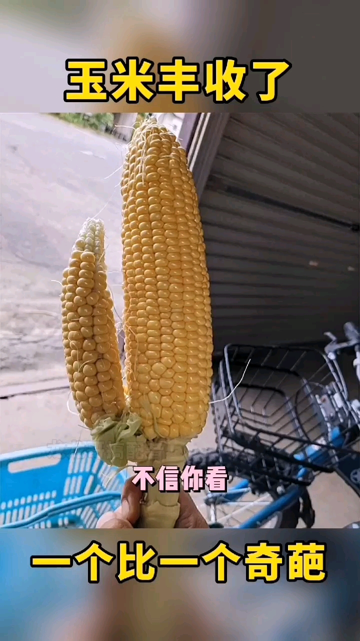 搞笑配音五花八门的高产能玉米