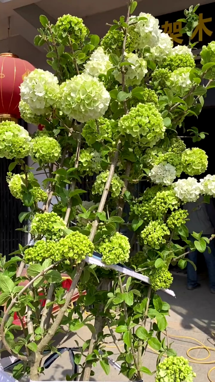 名贵花树中华木绣球