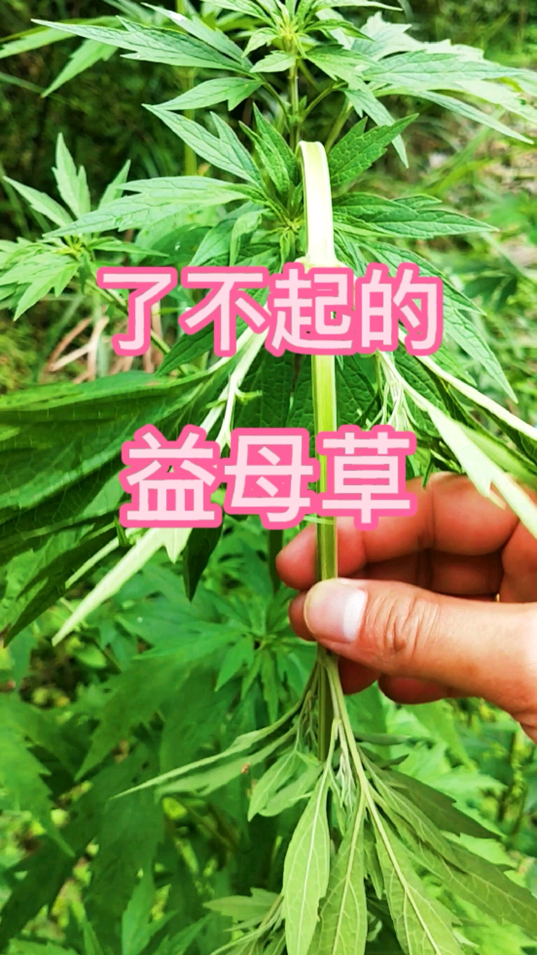 认识中草药#益母草,为唇形科益母草属植物,茎直立,多分枝,叶片三角叉