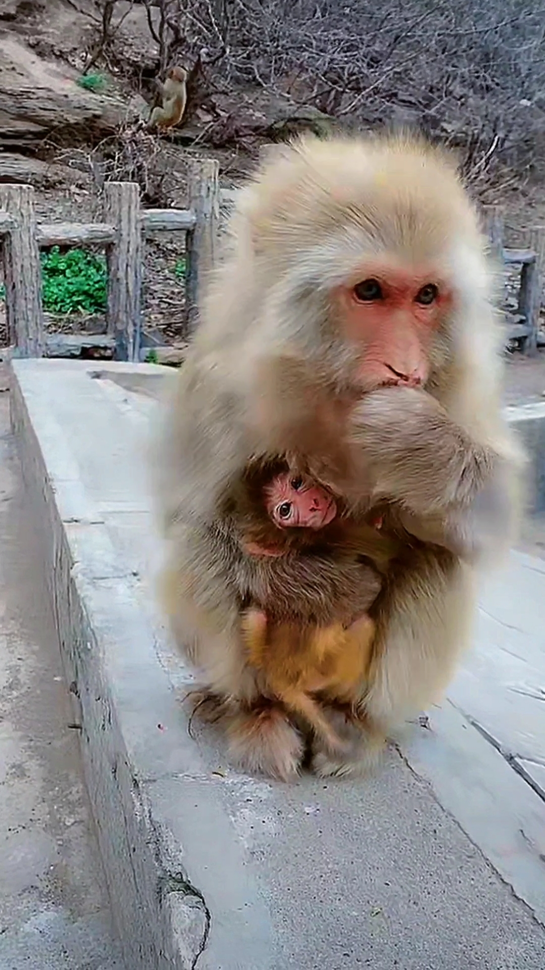 保护野生动物#猴子生宝宝都是自己咬断脐带.看看猴妈嘴上的血迹.