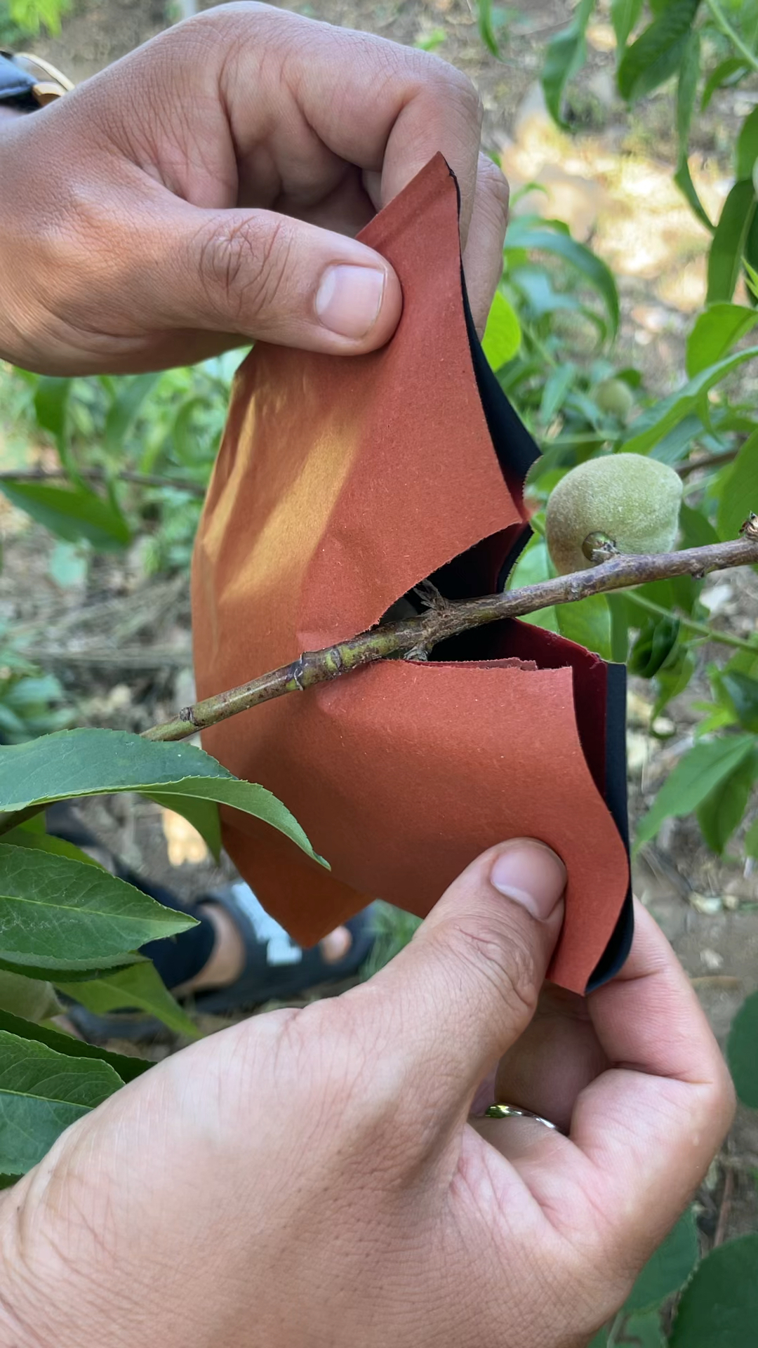 晚熟桃可以套袋啦,一个视频教会大家最快最有效的套袋方法-度小视