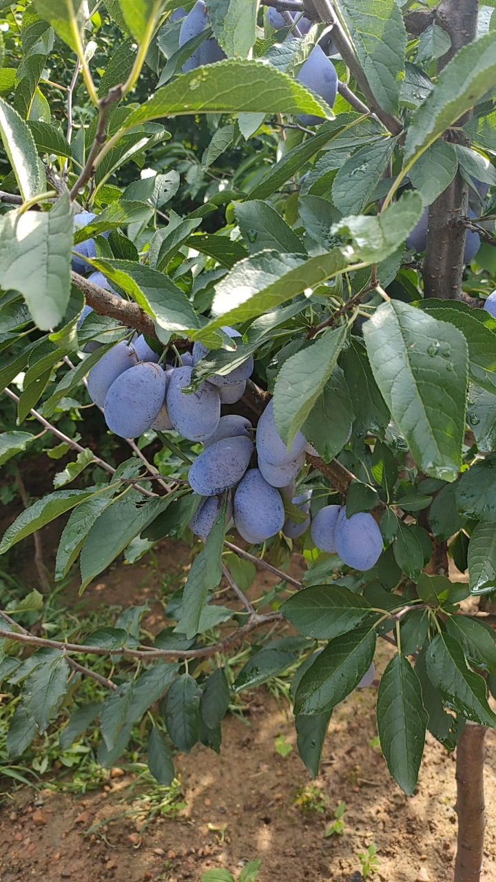 兰蜜西梅结果表现蓝蜜西梅品种简介蓝蜜西梅苗西梅苗基地