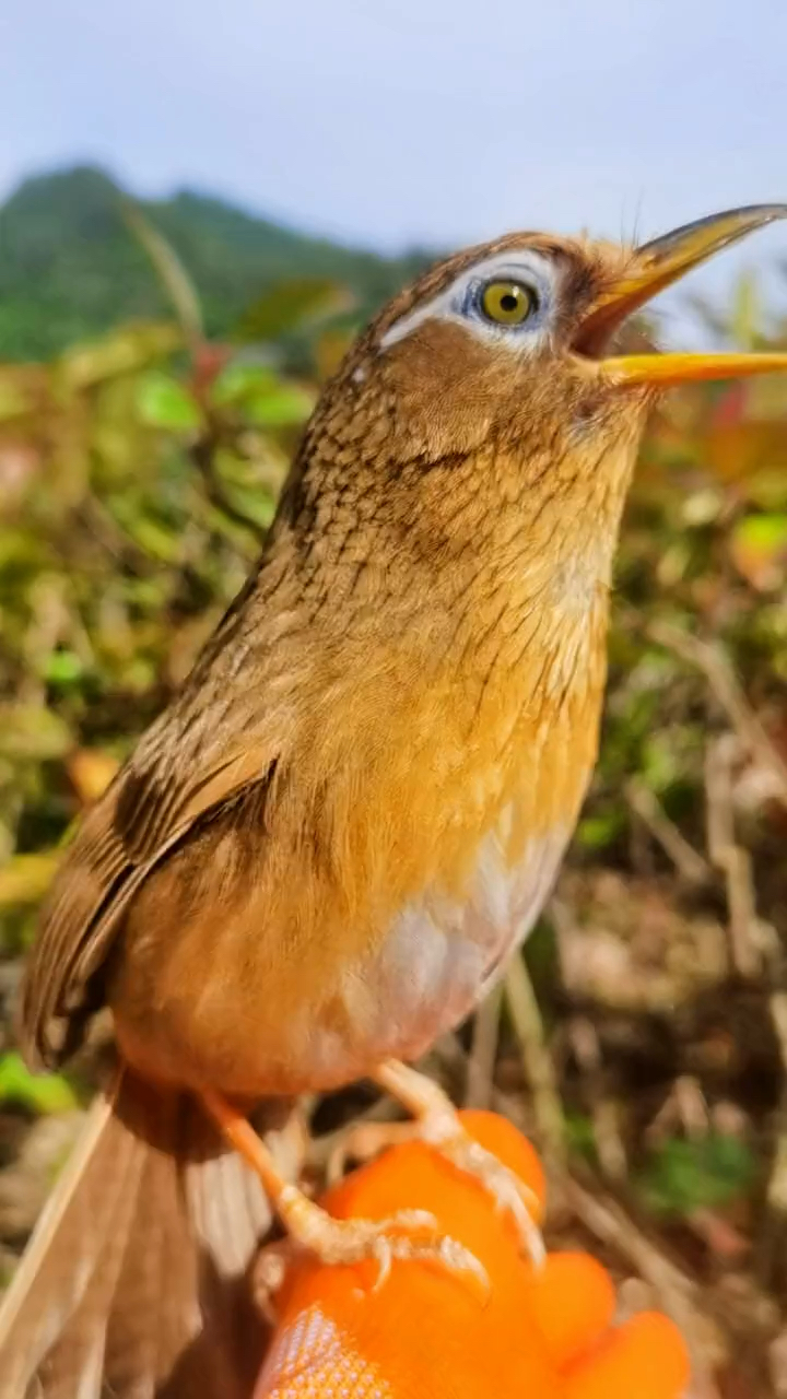 好漂亮的一只画眉鸟,养的真好!-度小视