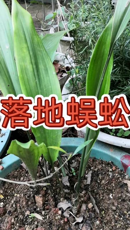 寻百草,识百草,落地蜈蚣.