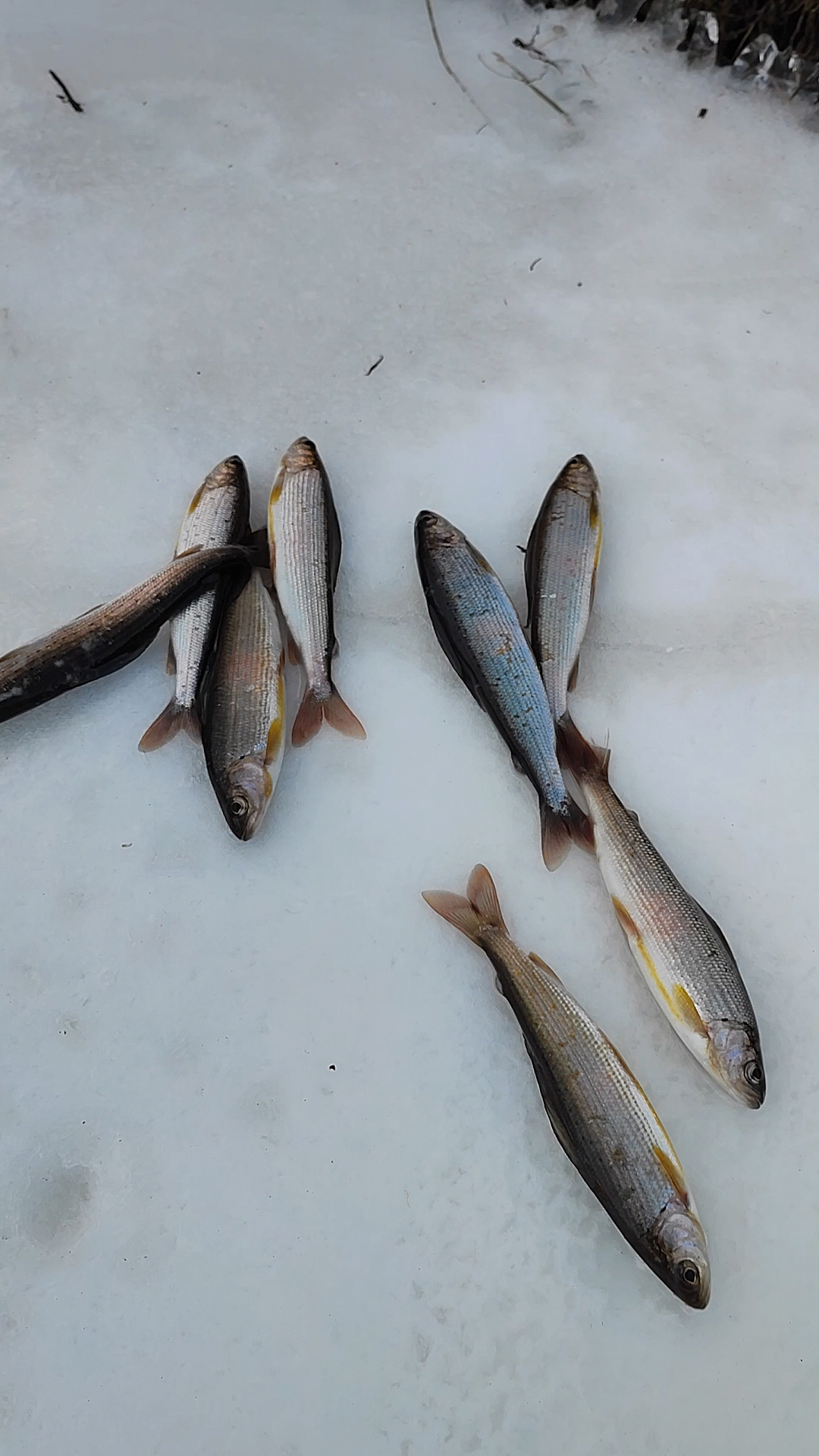 好鱼中的好鱼,野生冷水华子鱼!-度小视