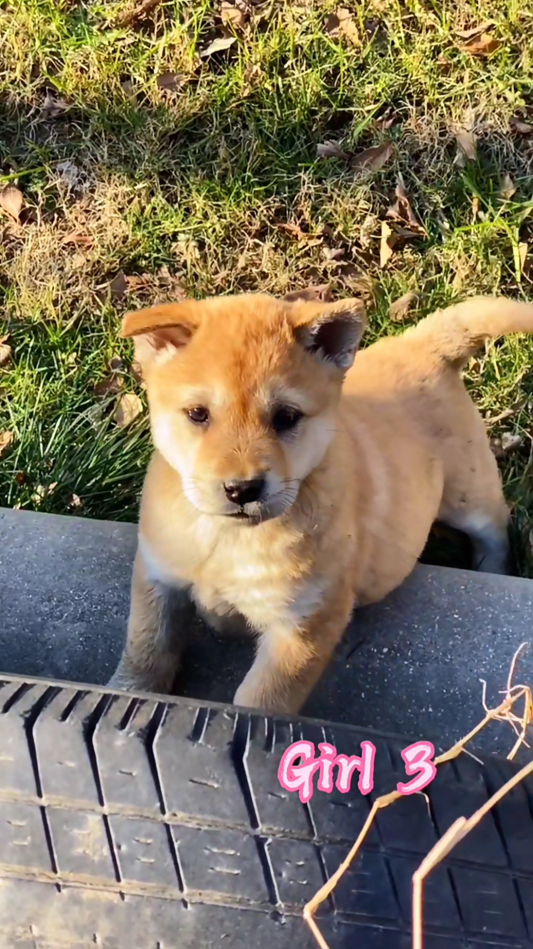 廣西土獵犬土獵3號女寶耳朵開始慢慢豎起來了小尾巴是我最喜歡的筆直