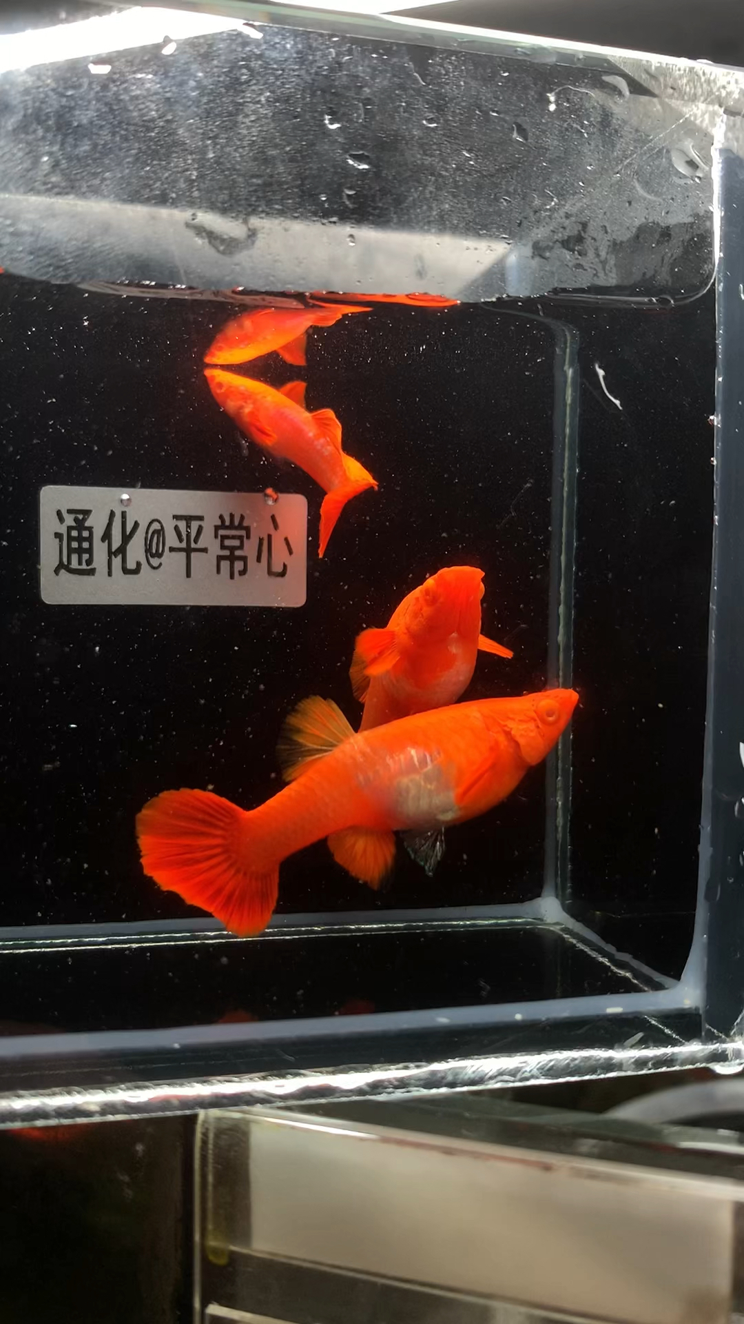 2对小精品鸿运当头孔雀鱼