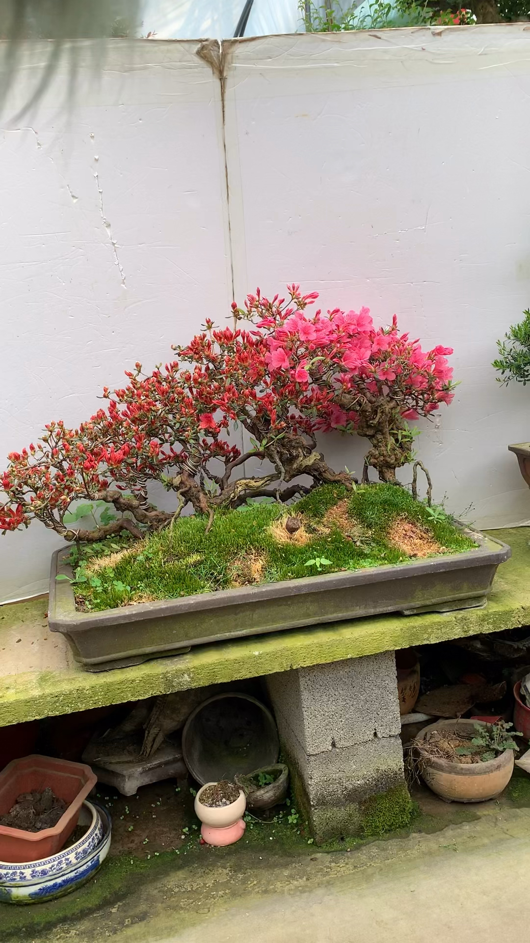 过桥造型映山红杜鹃