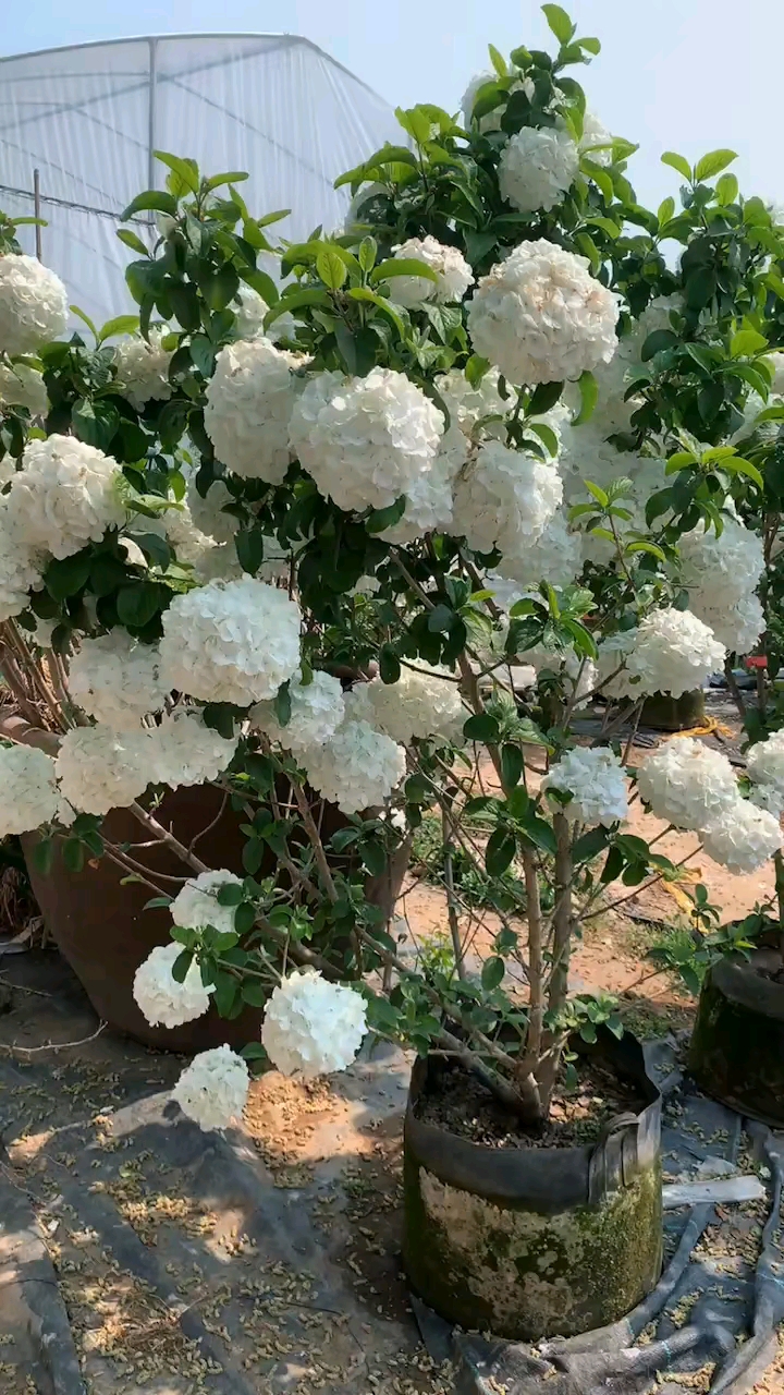 中华木绣球又名斗球耐寒耐旱南北方都可以栽植