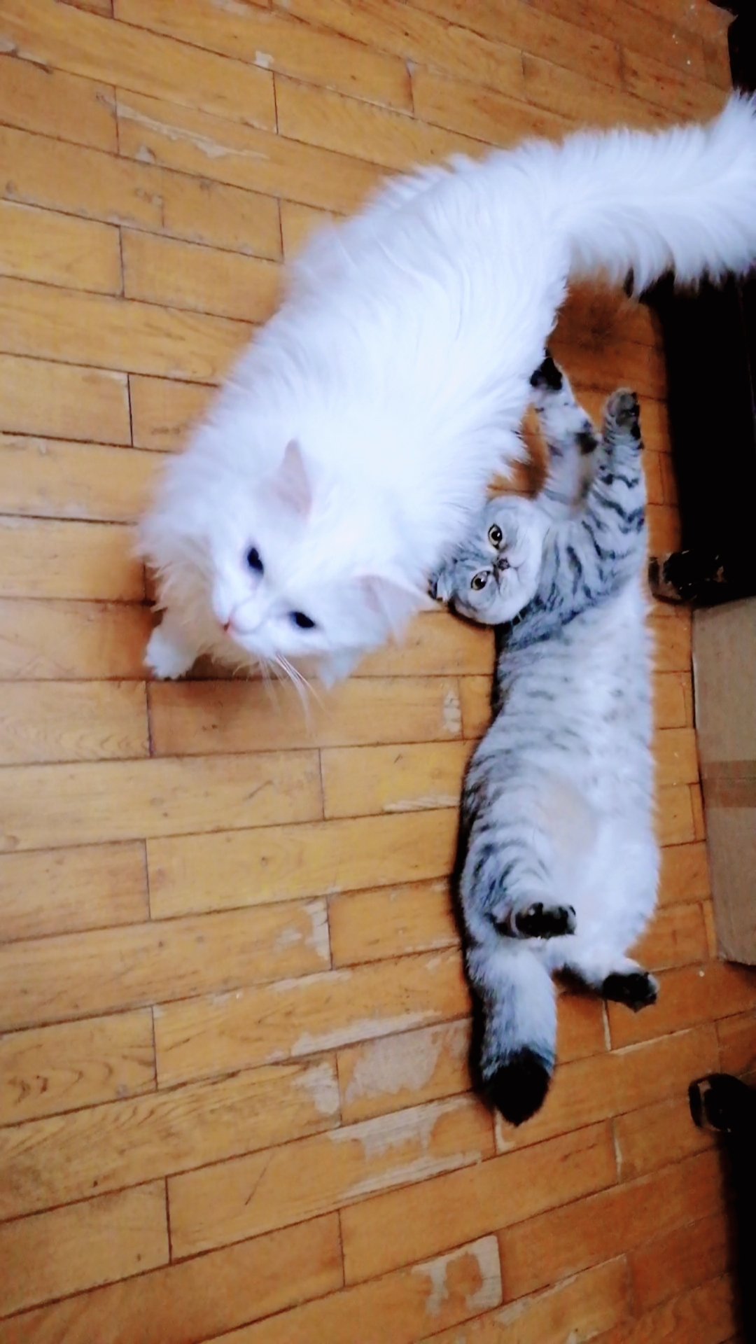 猫#狮子猫和美短的情分,我看着你长大,你陪着我玩耍.