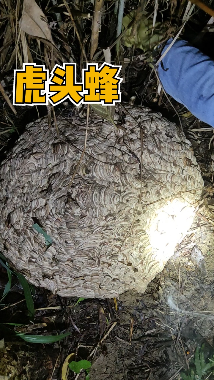 马蜂窝#虎头蜂大货一窝小黄腰