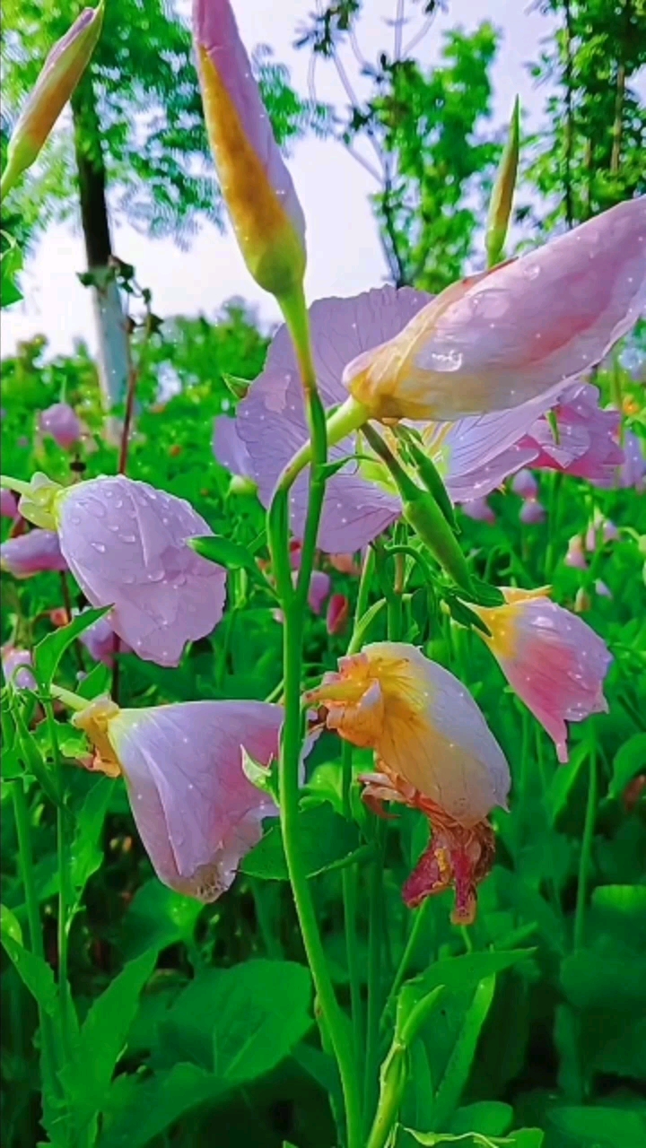 夏日风彩#走进大自然,享受自然美!