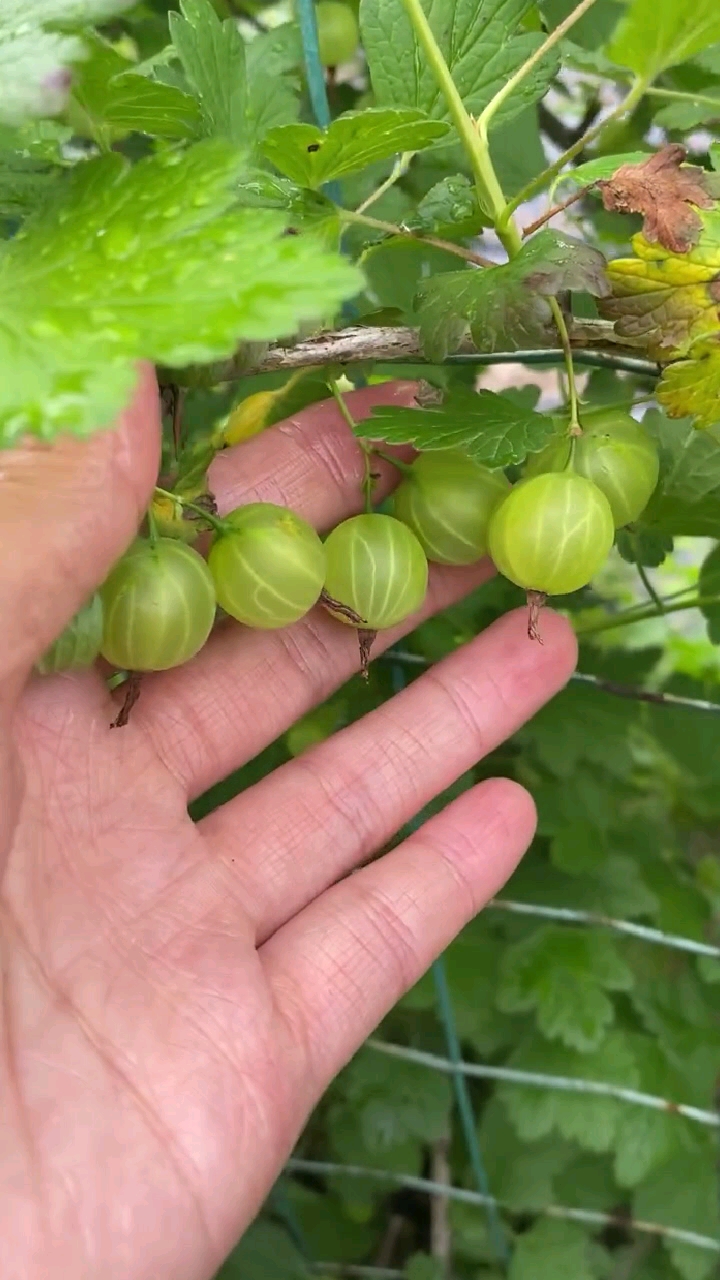优质农产品#灯笼果绿樱桃酸子粒,灯笼果新鲜.