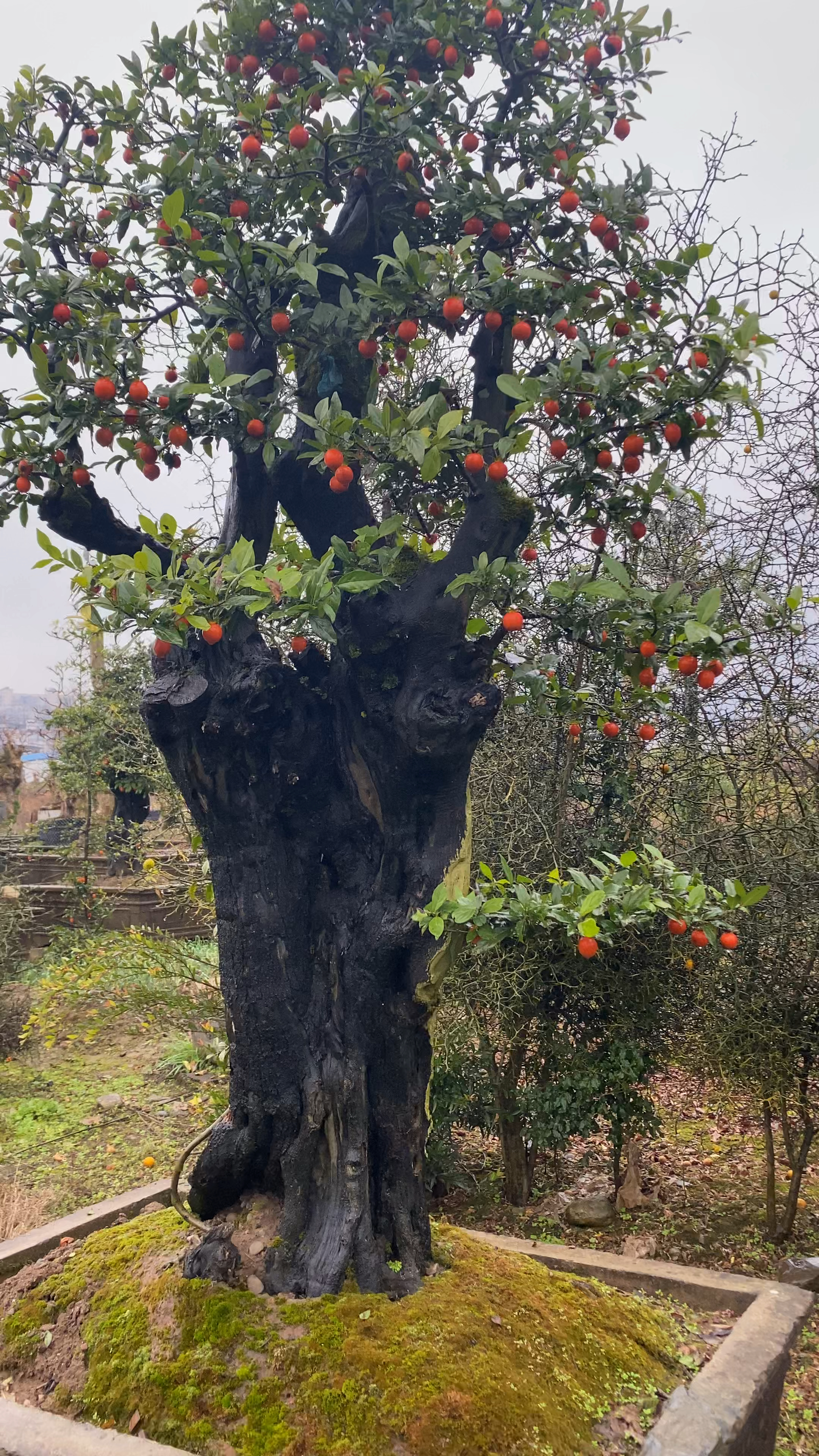 古桩金弹子层次分明满树果