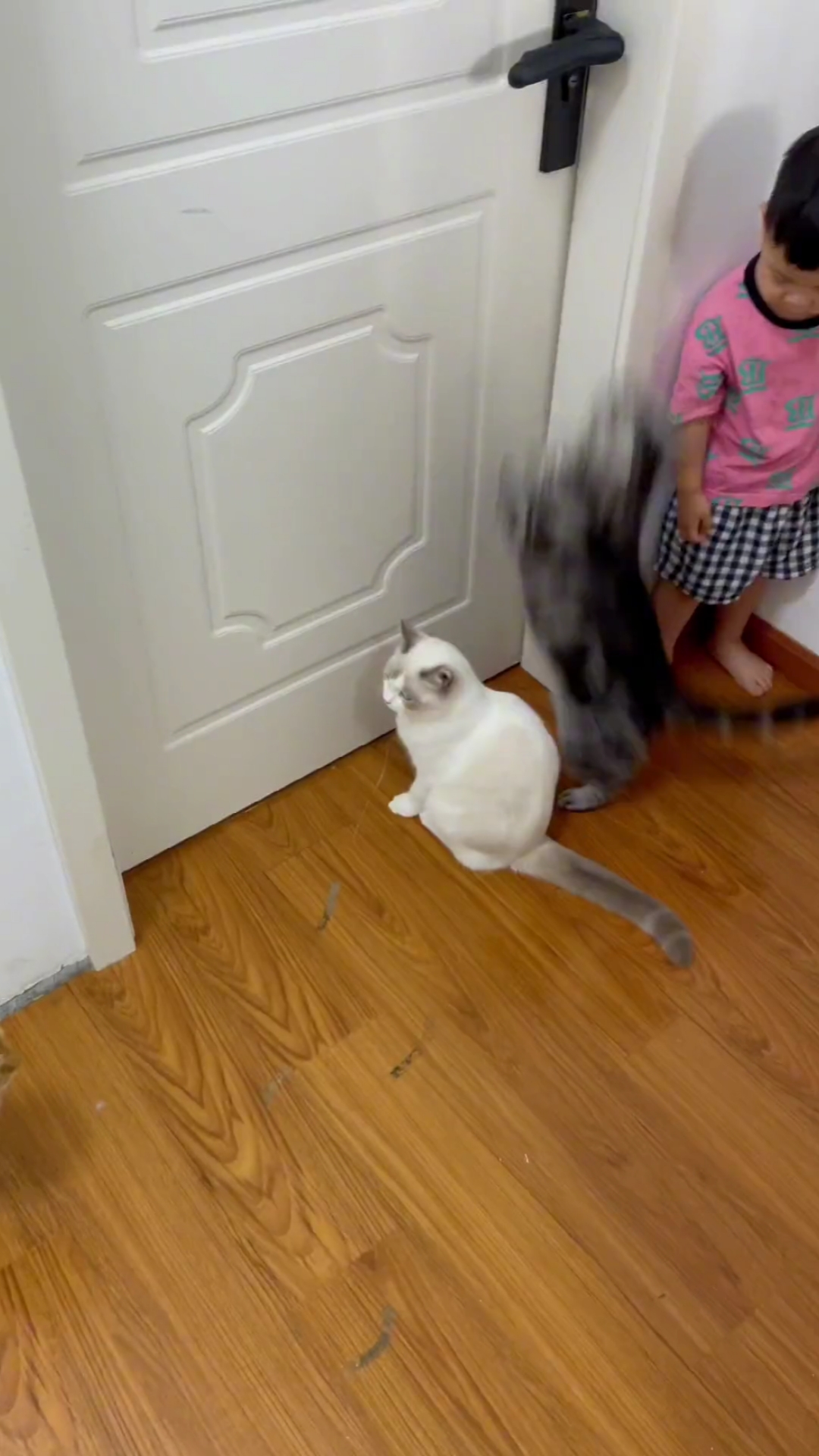 搞笑宠物那点事#猫开门的动作太帅了