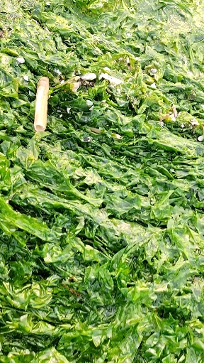 纯绿色海苔,来自大海