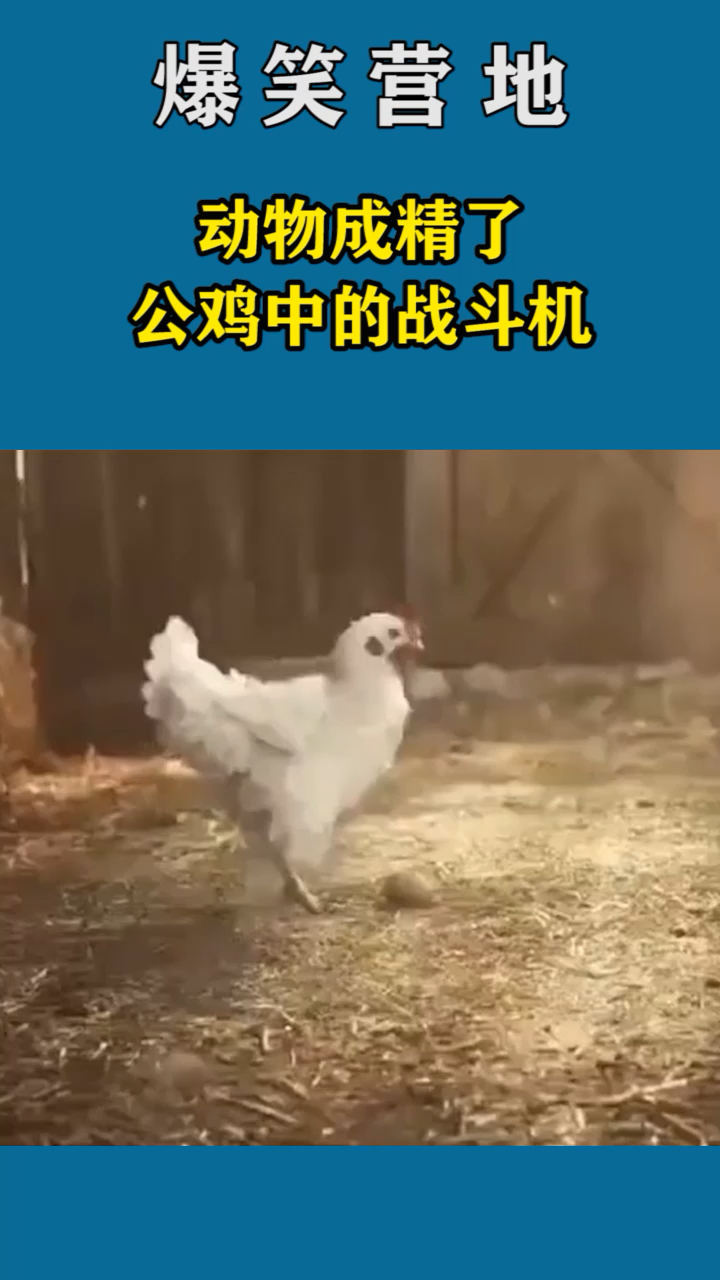 动物成精了,公鸡中的战斗机