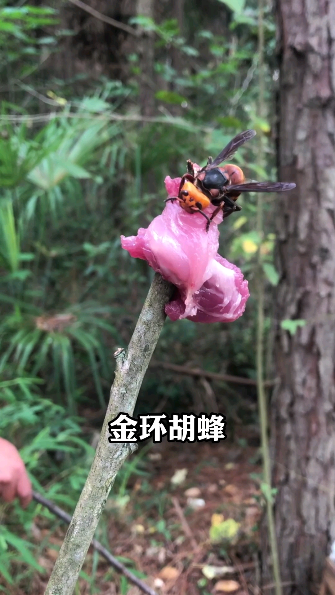 金环胡蜂世界上最大的胡蜂