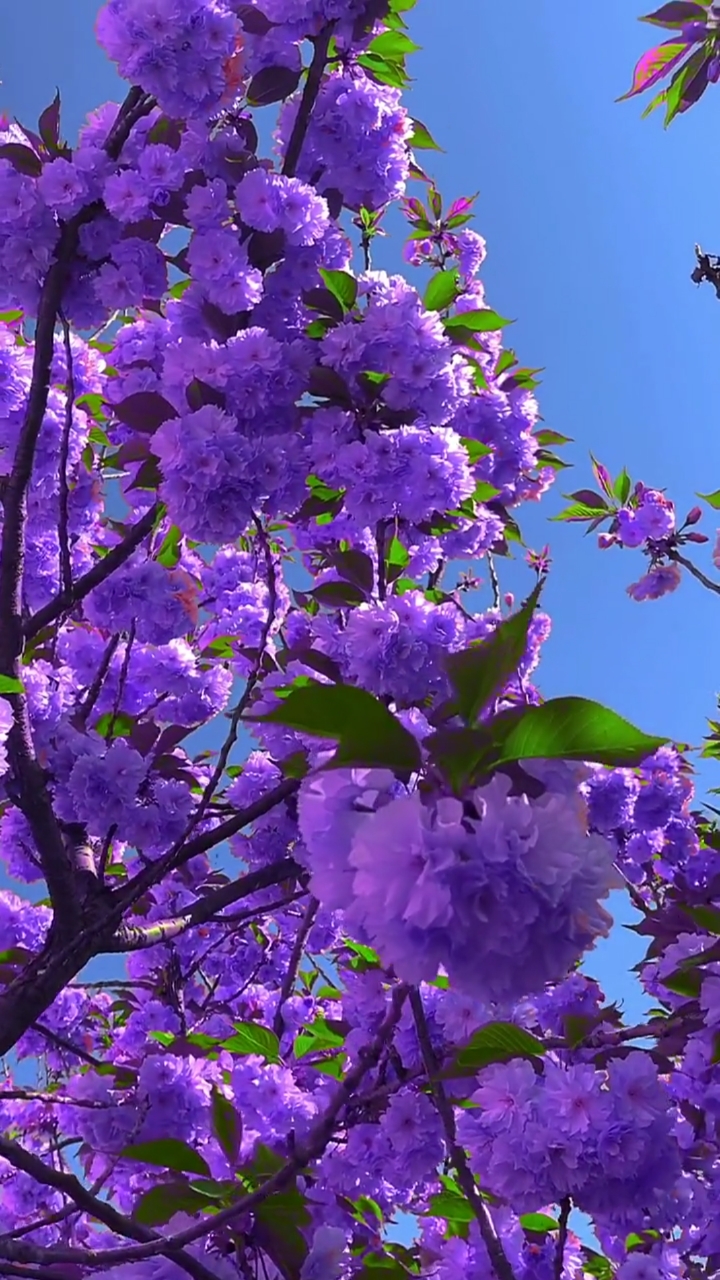 记录生活#分享大自然美景,花花世界,开的五彩缤纷,你喜欢吗?