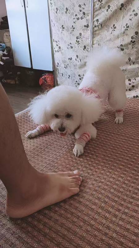 搞笑萌宠#玩疯了,爸爸在家带着嗨翻天