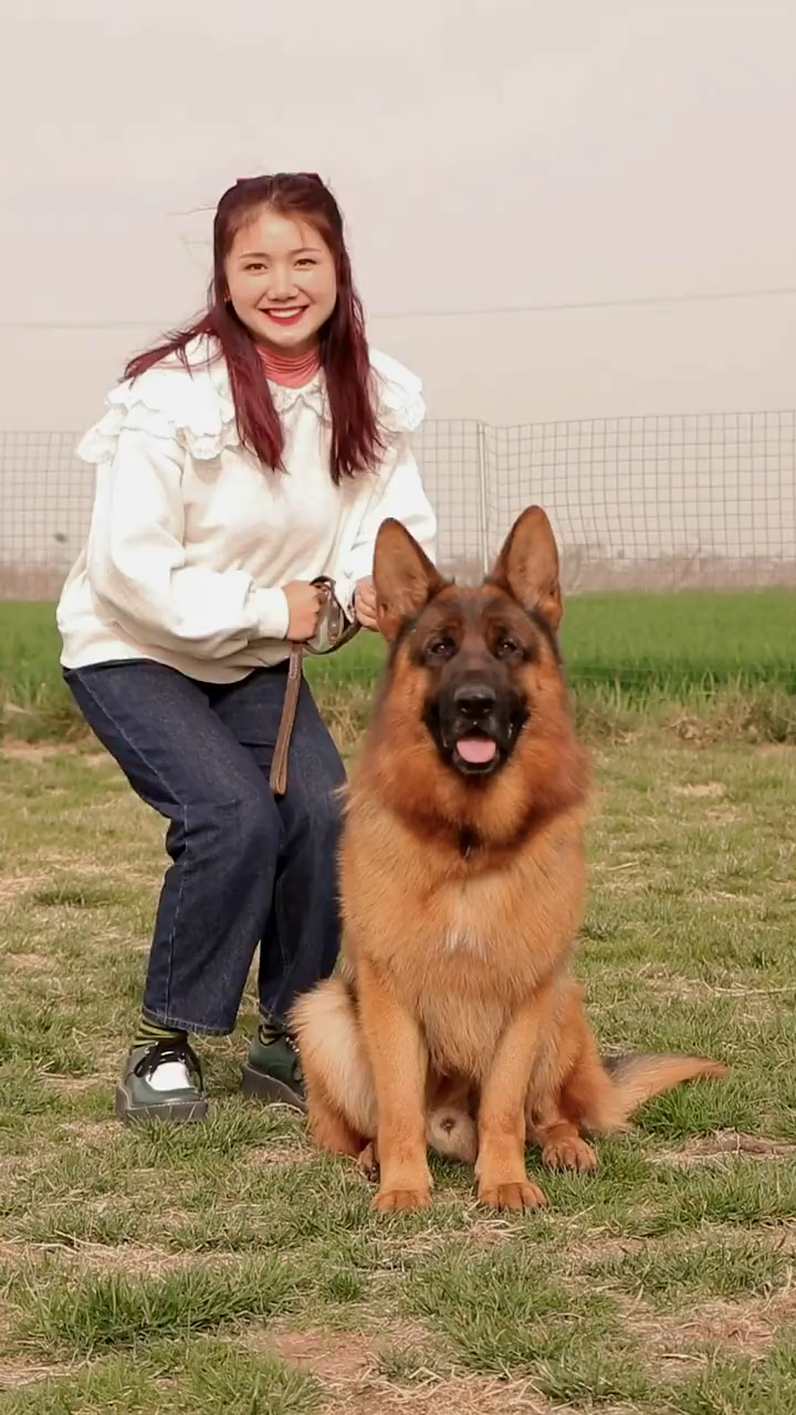 德牧#美女与野兽