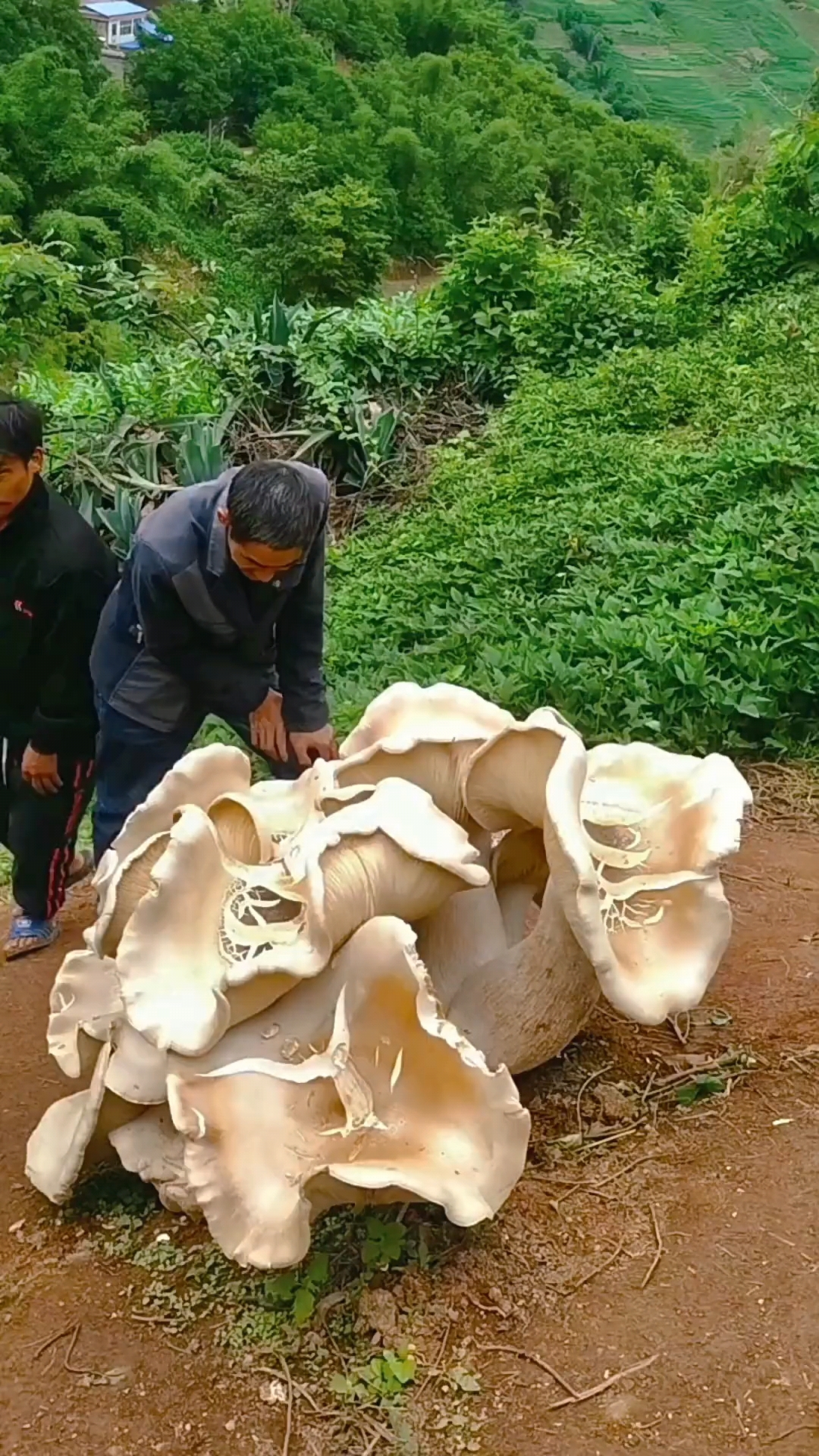 你见过这么大的蘑菇吗?神奇大自然!