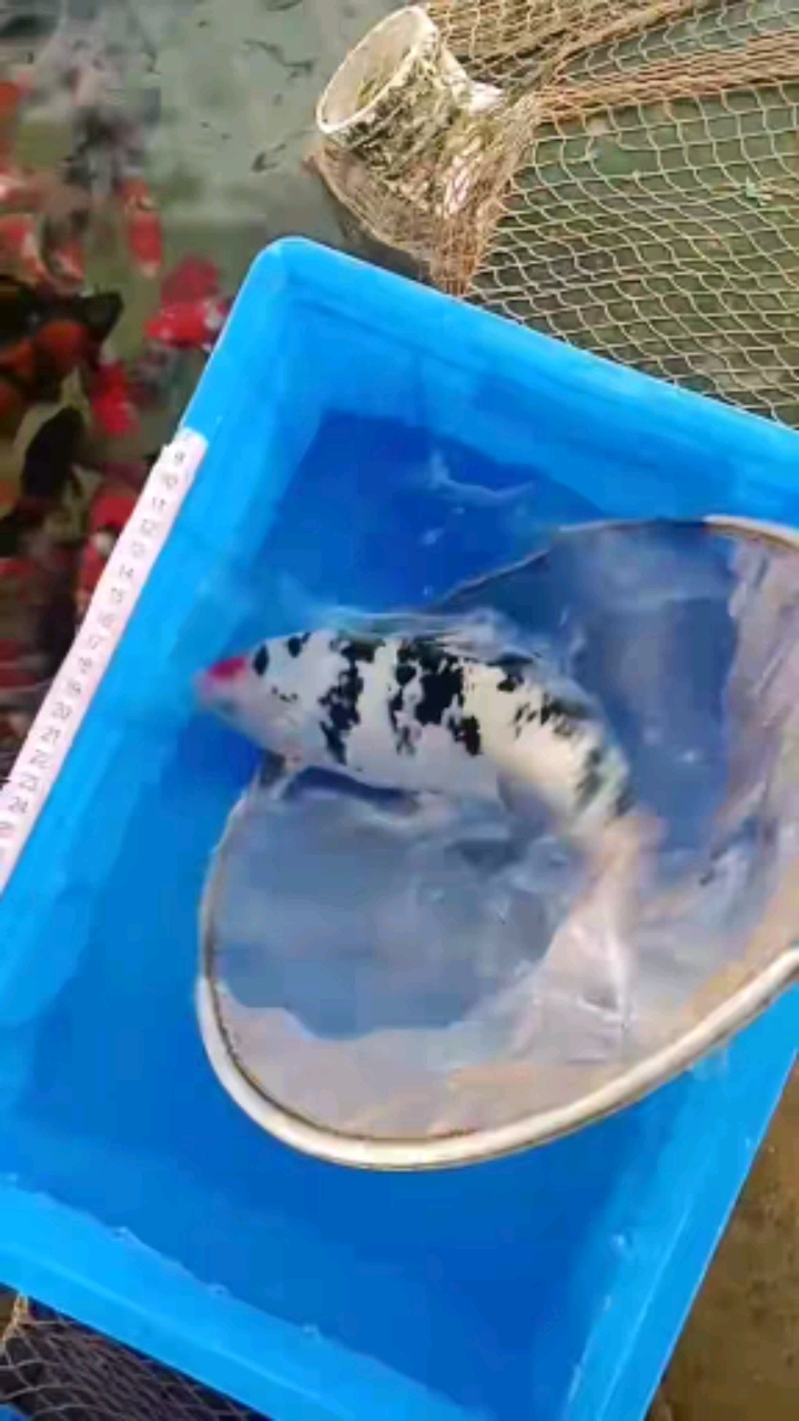 锦鲤#赛级丹三顶正圆墨色纯正厚实体型美丽28厘米左右好运锦鲤发灿沣