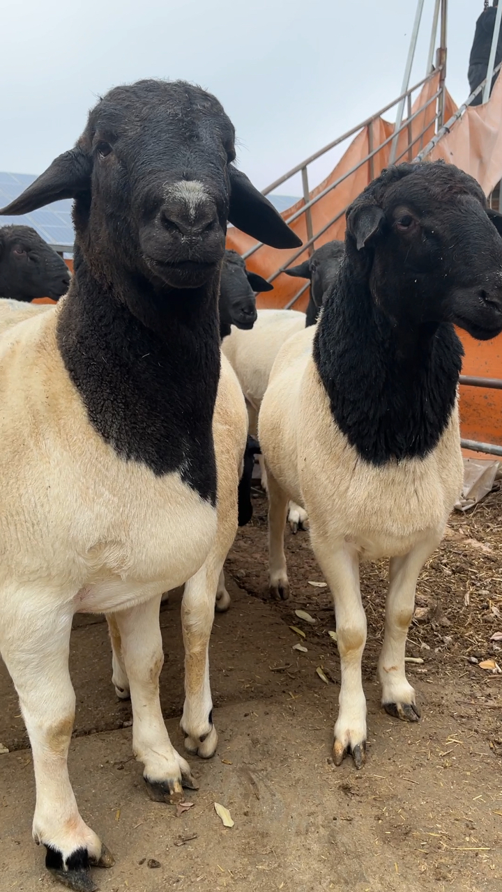 特级杜泊绵羊种公羊,看看这个标准,你喜欢吗?-度小视