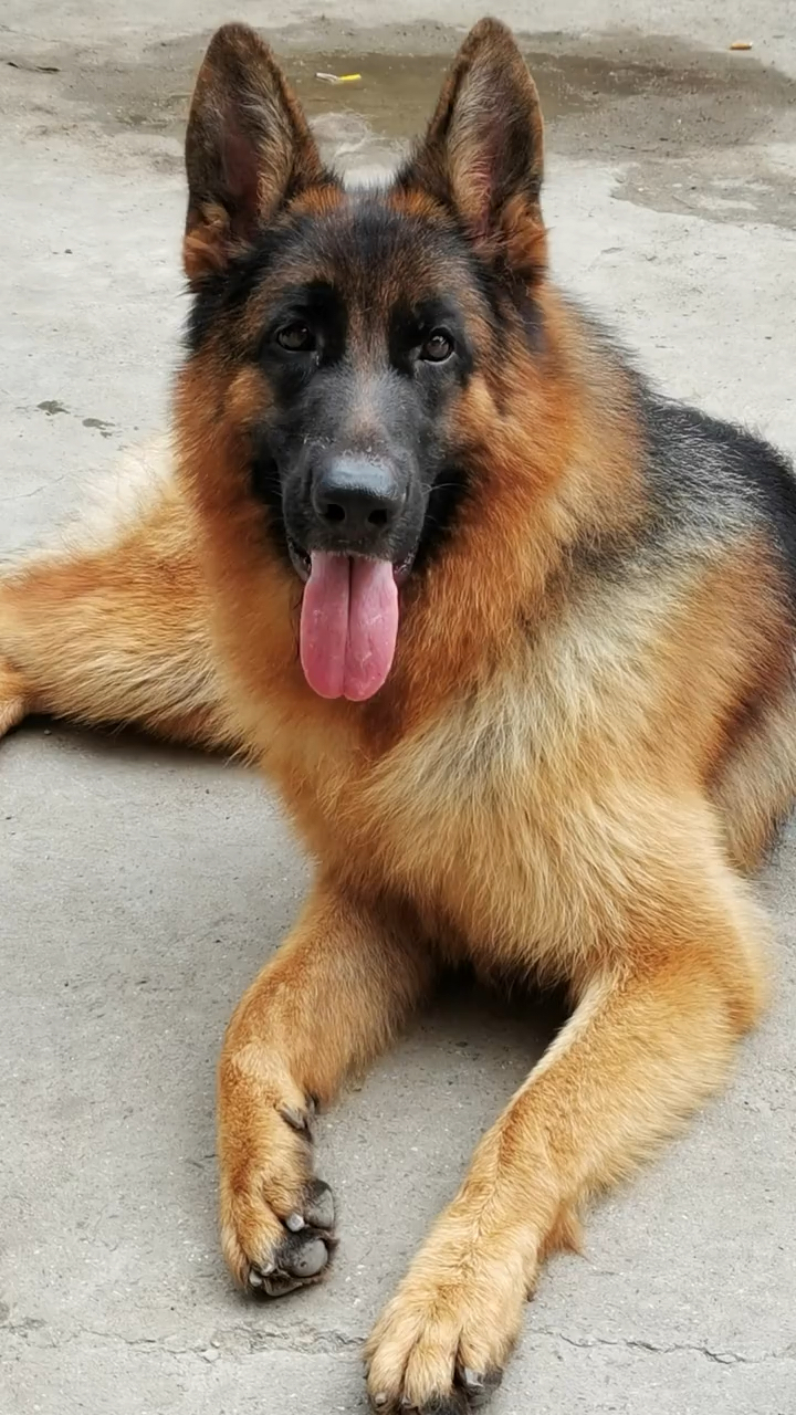 德国牧羊犬#毛色光亮光亮的.