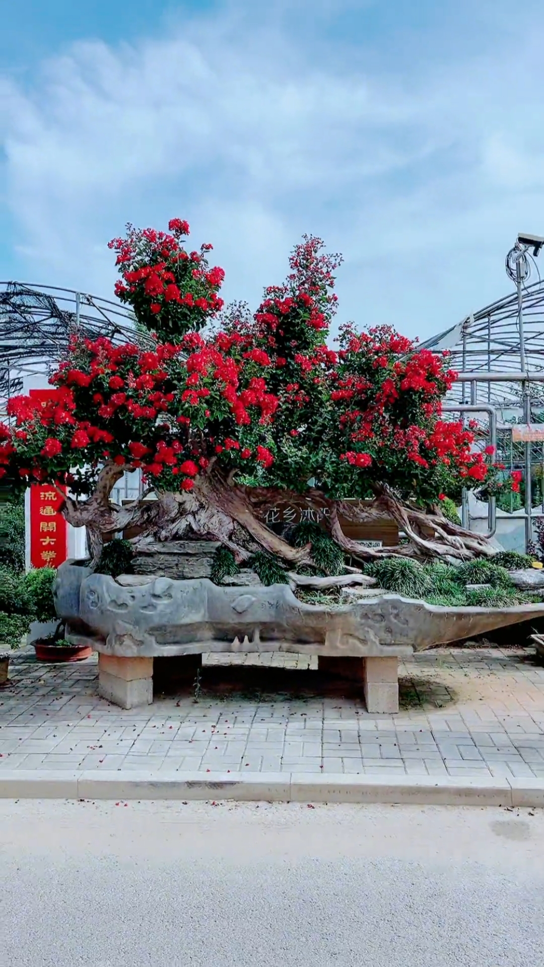 老桩紫薇红红火火耐寒耐旱花期长达120天