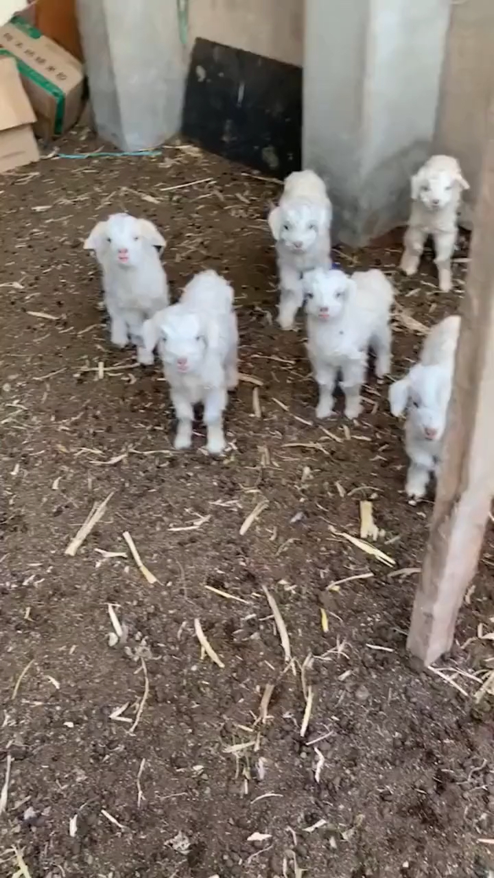 刚出生的小羊羔看到谁都叫妈妈而且还特别皮呢每天在农场里到处撒欢
