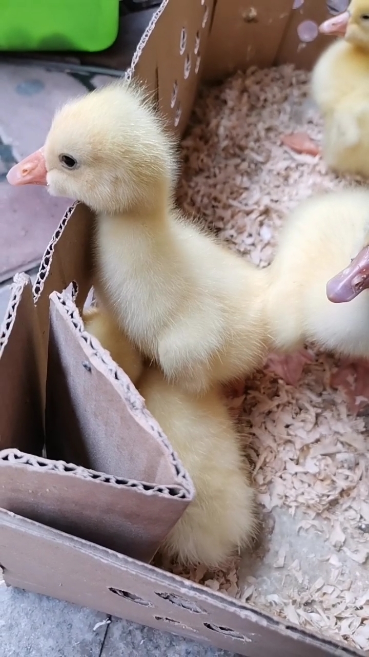 小小爱宠萌化你#可爱的鹅宝宝,是不是找不到妈妈了?让我来照顾你吧