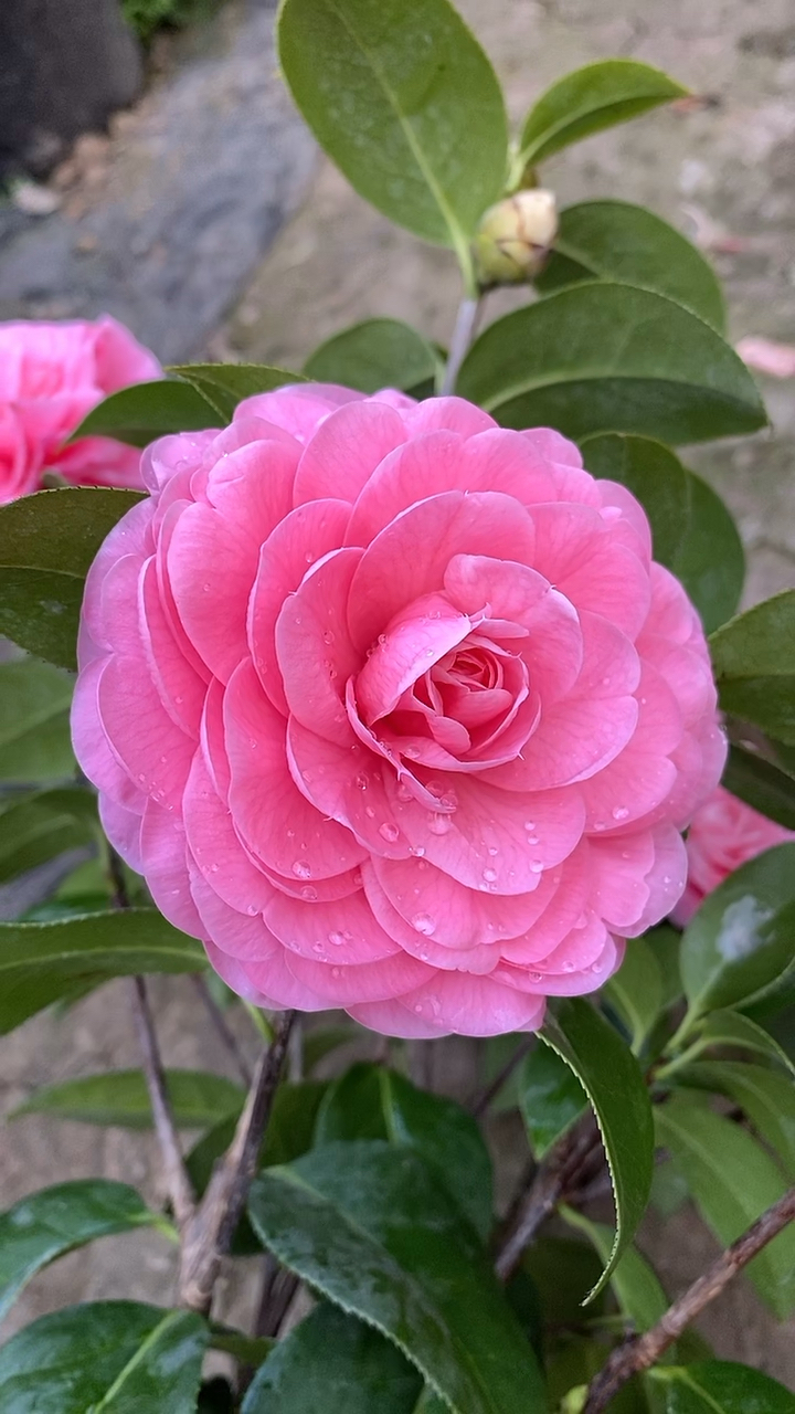 宝贝夫人茶花开品鉴赏!