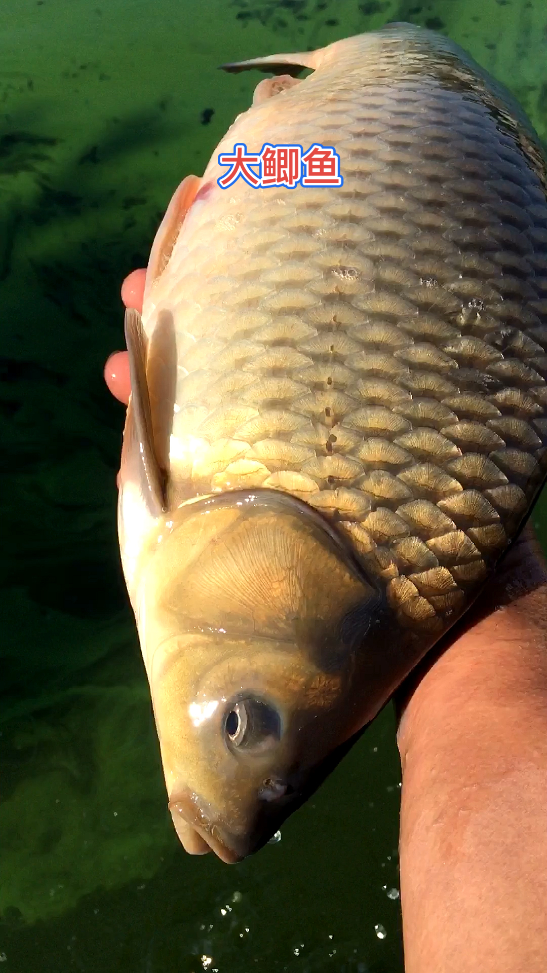 这种鲫鱼叫巨鲫,可以长到很多斤,就看养多久了