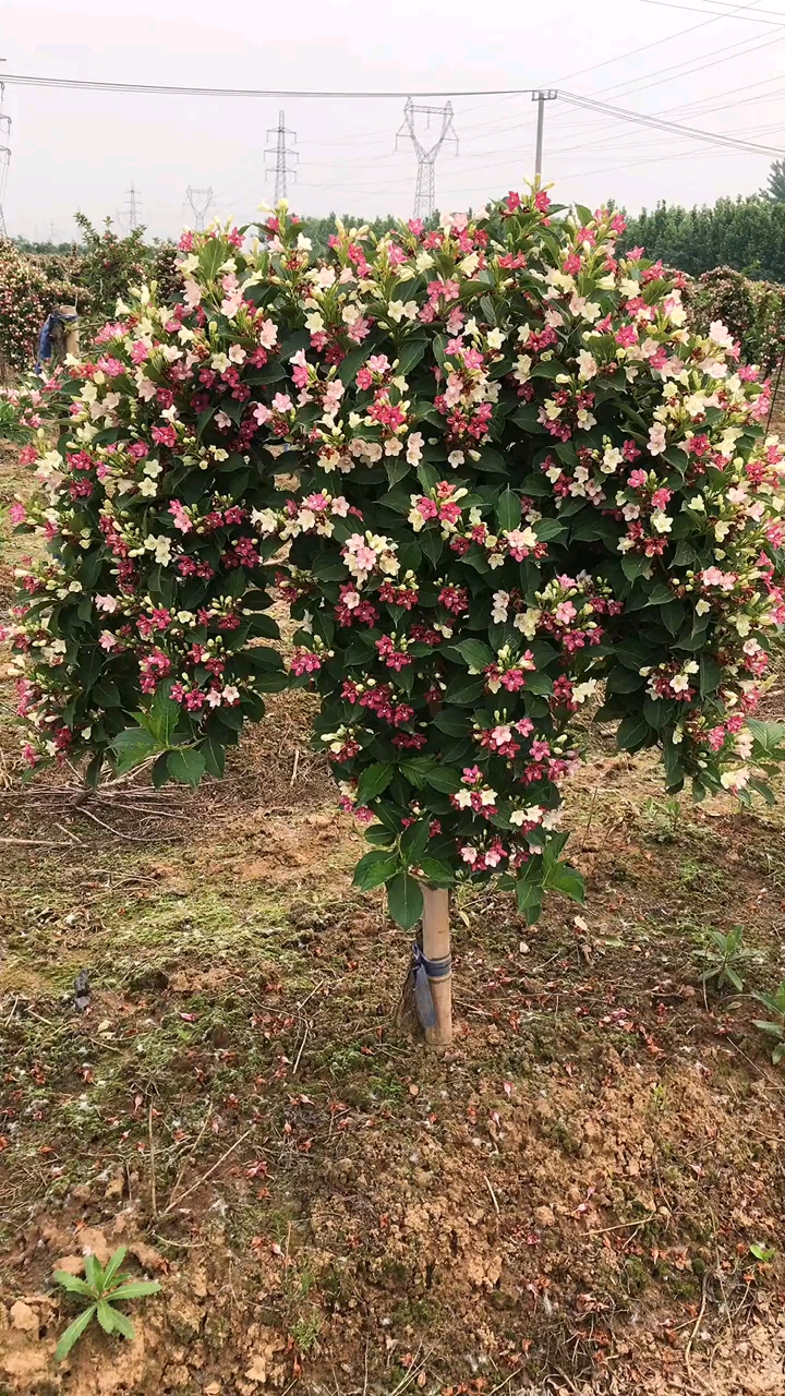 五彩锦带寓意前程似锦开花彩色耐寒耐旱南北方都可以栽植