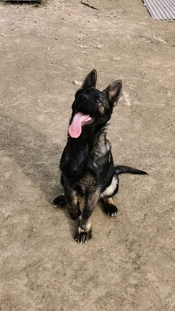 最标准

的东德牧羊犬（最标准

的东德牧羊犬幼犬）〔东德牧羊犬 标准〕