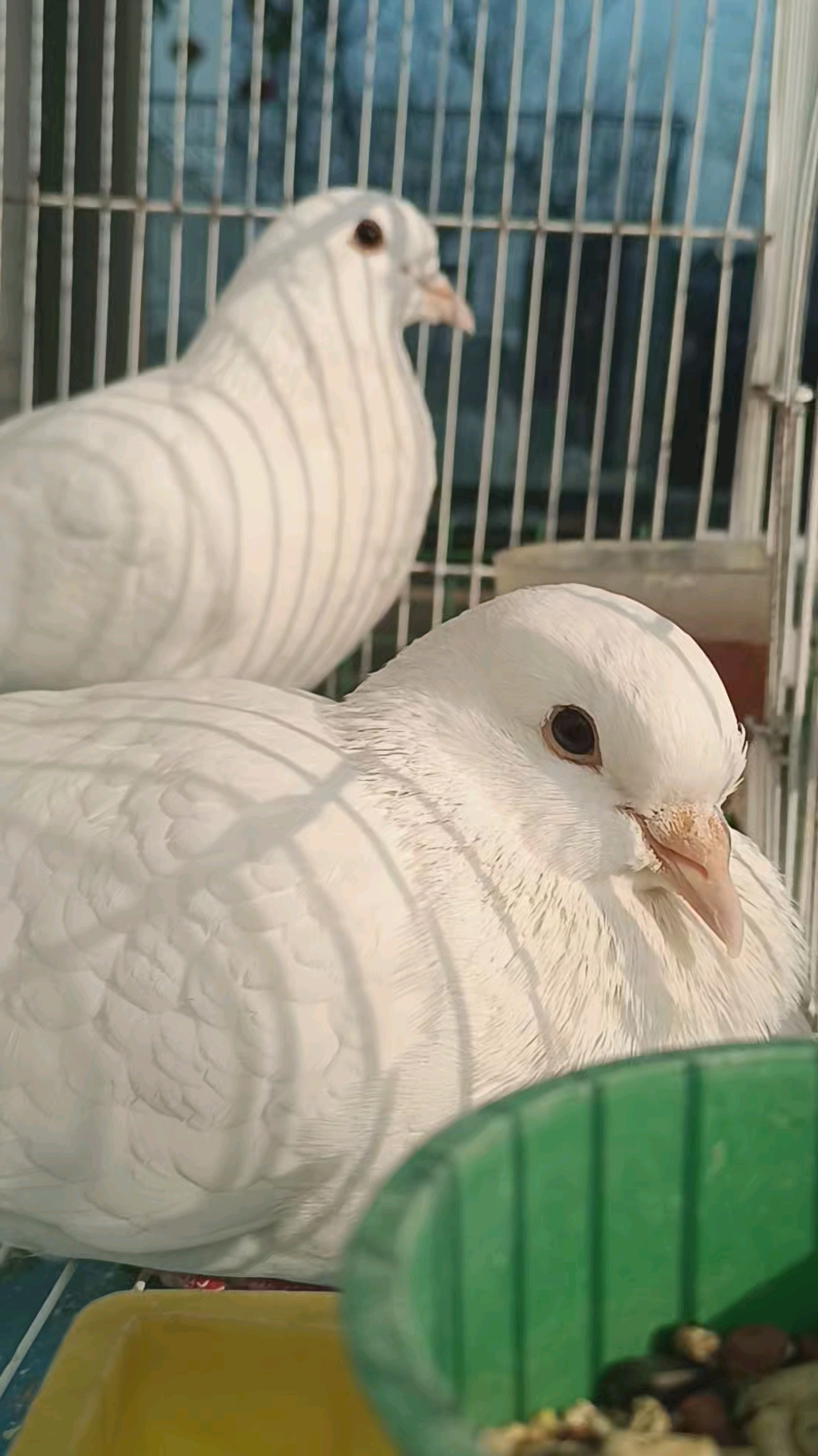 鸽子#白羽王种鸽熟对繁殖中