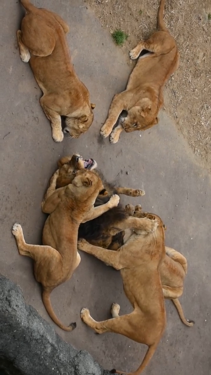 你好秋天#母老虎有多厉害?把公虎治得倒地哀嚎