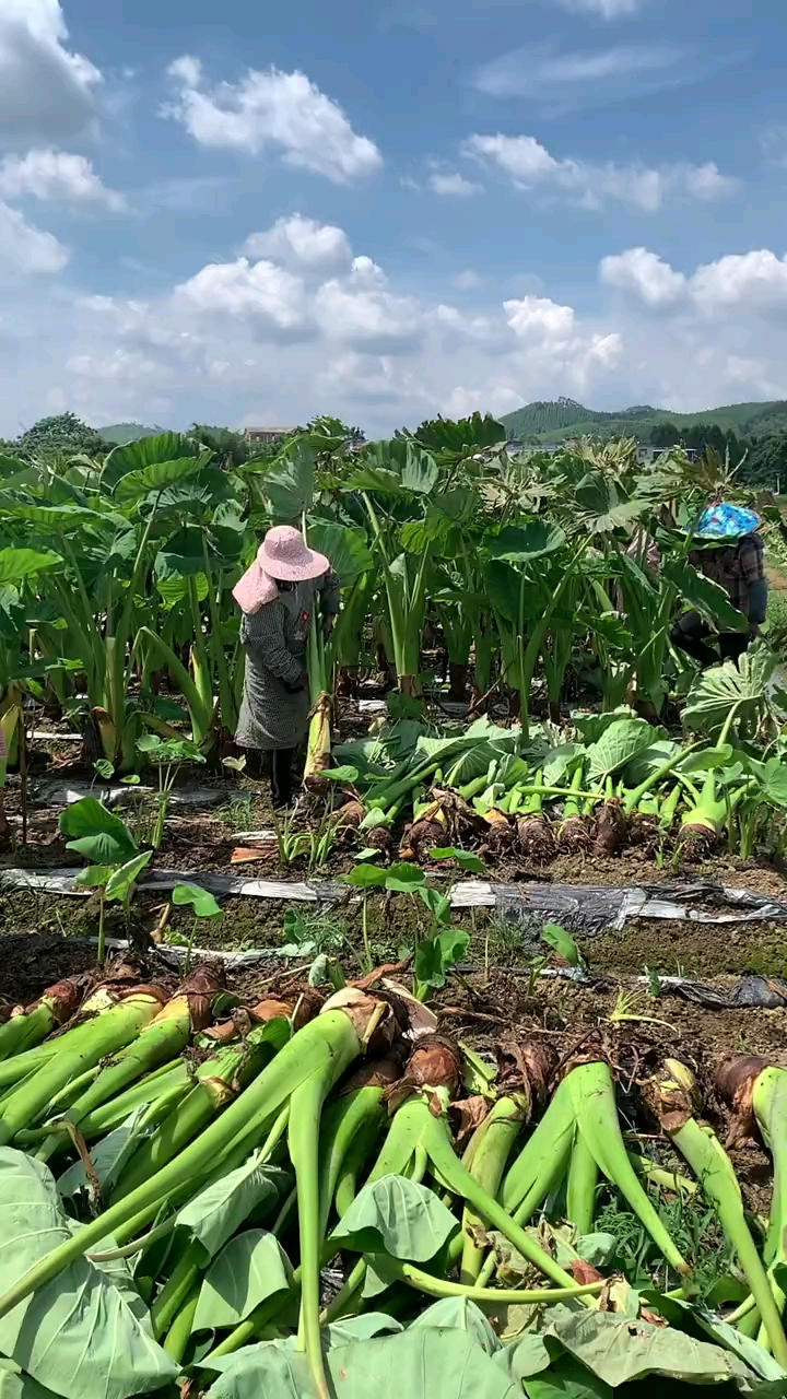 好多人吃过香芋,却不知香芋到底长啥样?